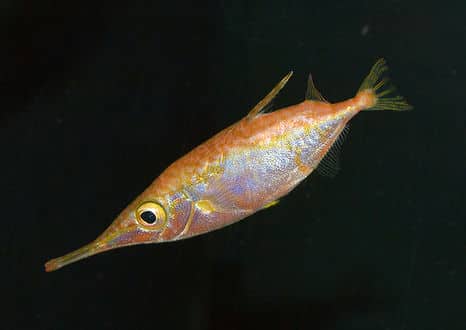 サギフエ